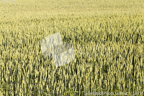 Image of field with green cereal