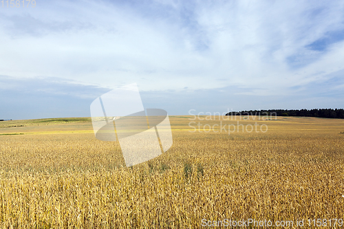 Image of summer landscape