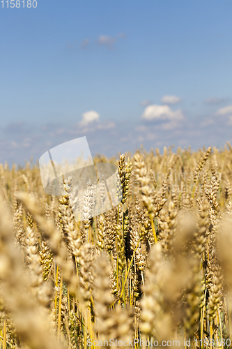 Image of field with cereals