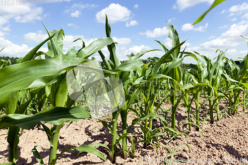 Image of corn agricultural field