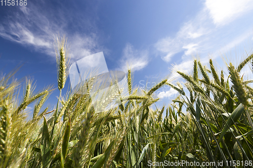 Image of green wheat