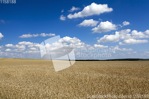 Image of field with cereals