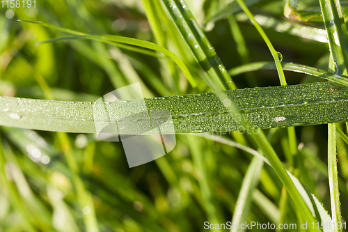 Image of grass in the meadow