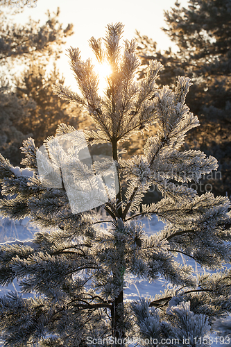 Image of young pine tree