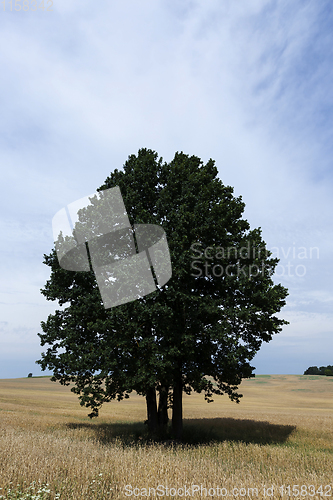 Image of green tree