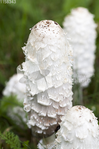 Image of long white mushrooms