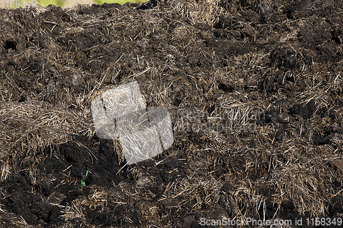 Image of manure from cattle