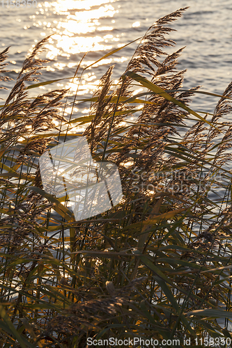 Image of dry grass
