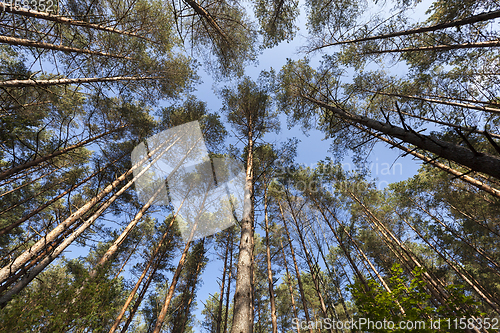 Image of autumn mixed forest