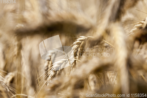 Image of dry mature ears