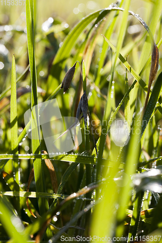 Image of green grass