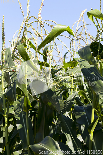 Image of green stalks of corn