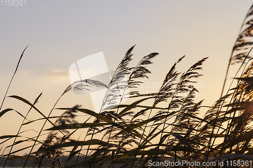 Image of river bank dry grass