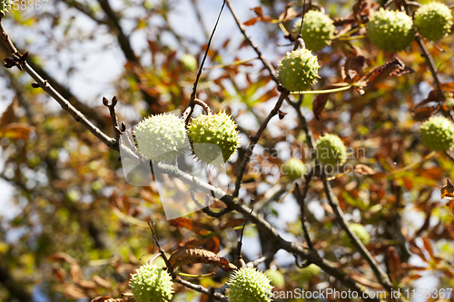 Image of chestnut ripe