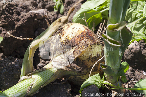 Image of the harvest of onion