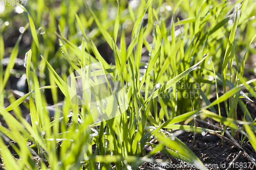 Image of green grass