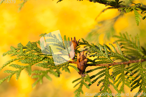 Image of needles and trees fall