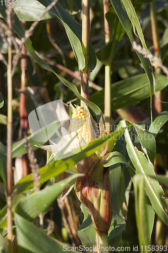 Image of yellow corn cobs