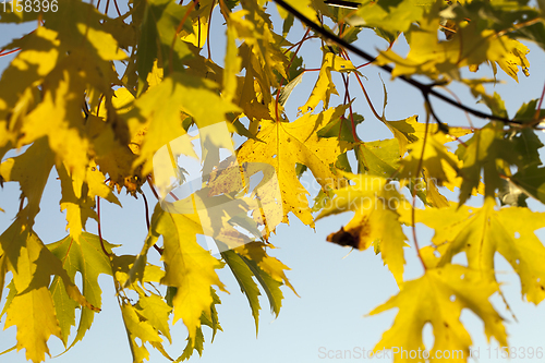 Image of yellow autumn foliage