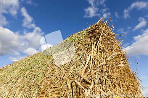 Image of beautiful fresh straw