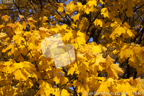 Image of foliage maple