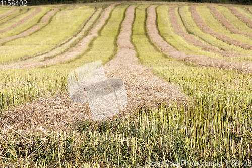 Image of straw from rape