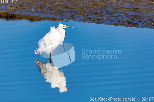 Image of White Heron in Walvis Bay Namibia, Africa wildlife