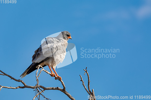 Image of Pale chanting goshawk bird in Etosha, Namibia Africa wildlife