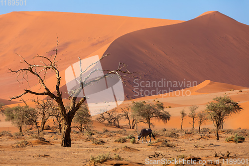 Image of Dead Vlei landscape in Sossusvlei, Namibia Africa