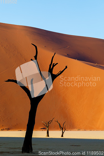 Image of Dead acacia in Dead Vlei, Sossusvlei Namibia Africa