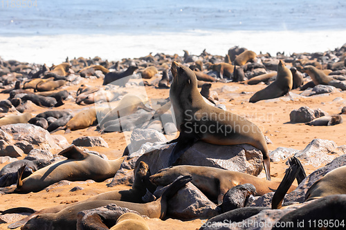 Image of brown seal colony in Cape Cross, Africa, Namibia wildlife