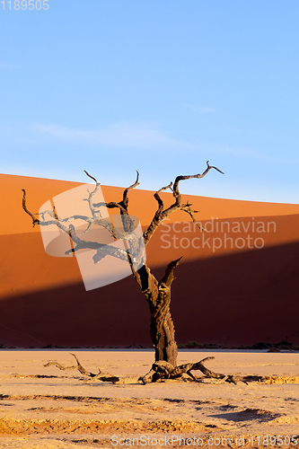 Image of Dead Vlei landscape in Sossusvlei, Namibia Africa