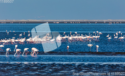 Image of Rosy Flamingo colony in Walvis Bay Namibia, Africa wildlife