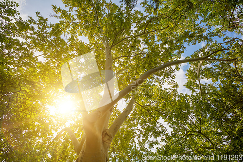 Image of tree top in fall season with sun