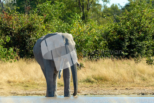 Image of African Elephant on waterhole, Africa safari wildlife