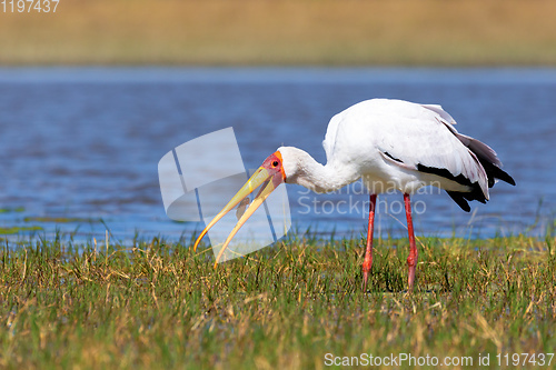 Image of Yellow-billed stork, Botswana Africa wildlife