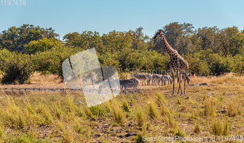 Image of Zebra and giraffe in bush, Botsvana Africa wildlife