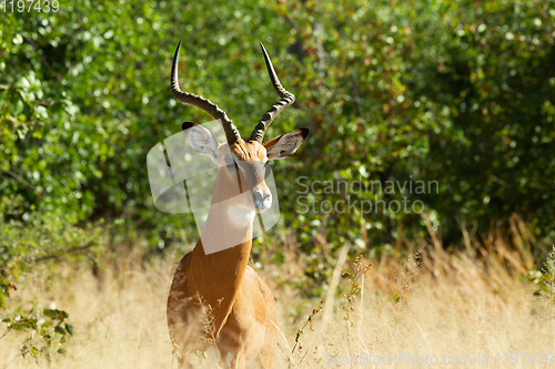 Image of Impala antelope Moremi Botswana, Africa wildlife