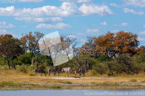 Image of Zebra in bush, Botsvana Africa wildlife