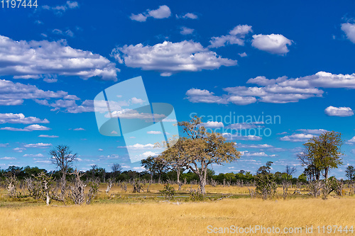 Image of Moremi game reserve landscape, Africa wilderness