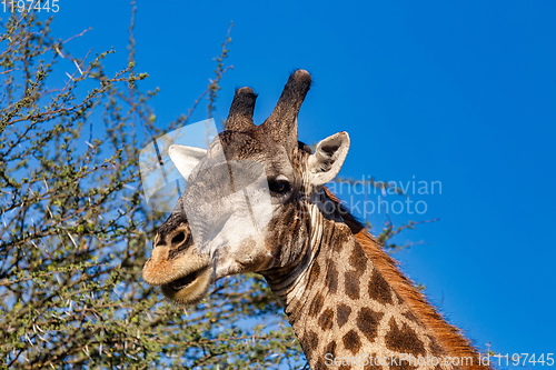 Image of South African giraffe, Africa wildlife safari