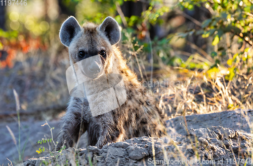 Image of Stripped hyena, Botswana Africa wildlife