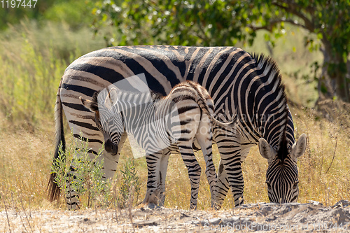 Image of Zebra in bush, Botsvana Africa wildlife