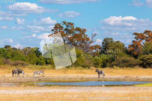 Image of Zebra in bush, Botsvana Africa wildlife