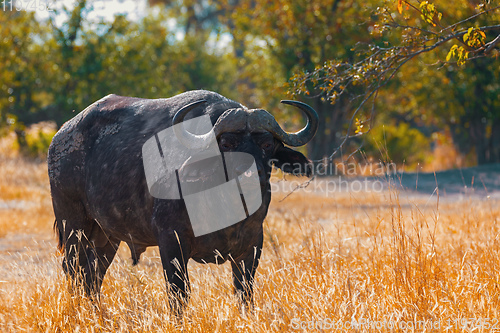 Image of Cape Buffalo at Moremi, Africa safari wildlife