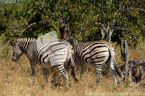 Image of Zebra in bush, Botsvana Africa wildlife