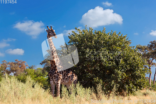 Image of South African giraffe, Africa wildlife safari
