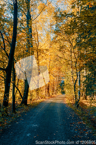 Image of autumn road in forrest
