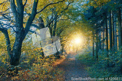 Image of autumn road in forrest