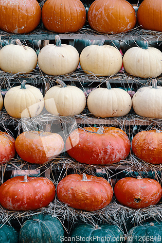 Image of background from autumn harvested pumpkins